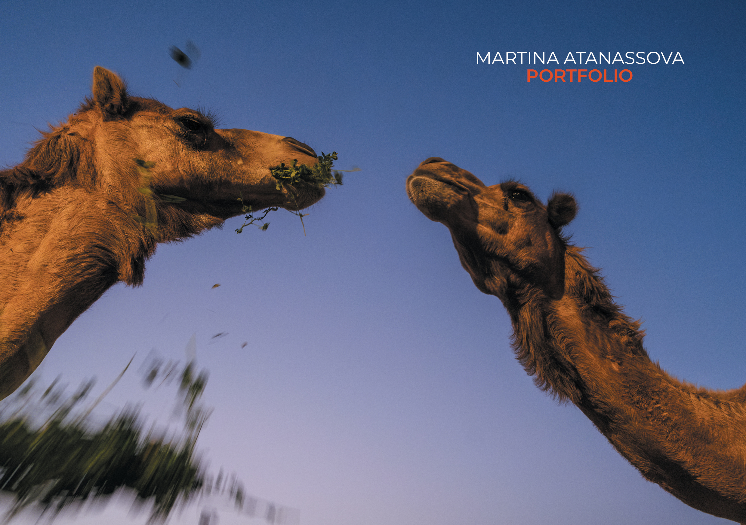 Martina Atanassova – Portfolio